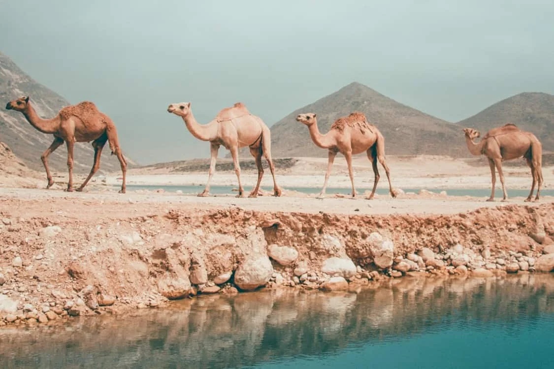 assets/img/destinations/Salalah.jpg Professional Salalah Airport Taxi